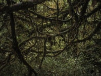 ブラジルにあるジャングルの神秘的な魅力にひきつけられた写真家の素晴らしい森林写真