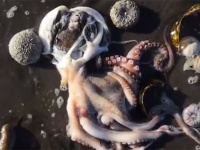 有毒汚染が原因か？極東カムチャッカ半島で海洋生物が謎の大量死（ロシア）