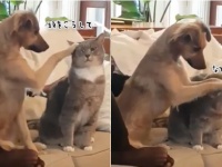 ちがう！そうじゃない！犬に頭を撫でられブチ切れる猫