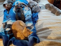 めったに集まらない5匹の猫がベッドの上に全員集合。手術を終えた飼い主をいたわるため