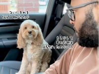 ついに伝える時がきたか！前世は人間だったことを問われた犬の驚きの反応