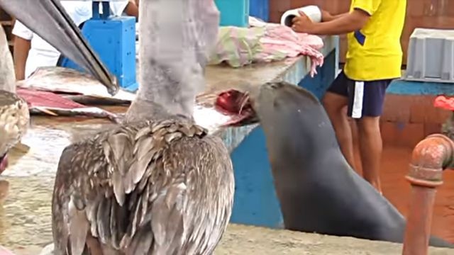 fishmarket5