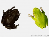 チェルノブイリの黒いカエルが適応進化の過程を明らかにする
