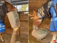 「すごい、よくやったわ、ありがとう！」飼い主に褒められながら、自分のベッドメイクをする馬
