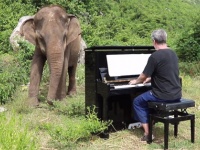 盲目の年老いたゾウに音楽を。ピアノでクラシックの生演奏を行ったところ、感動の反応が...（タイ）