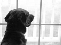 飼い犬が向かいの建物に住む犬に恋をした。毎日窓際に座り続けるせつない犬の恋物語