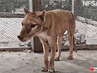 絶滅したタスマニアタイガーの復活を夢見る科学者たち。フクロアリクイのゲノムを利用