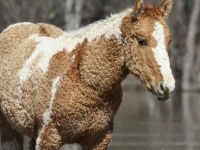 その起源は謎。くるくるの巻き毛を持つ馬「バシキール・カーリー」