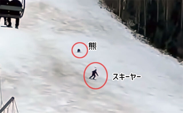 クマに追いかけられたスキーヤー
