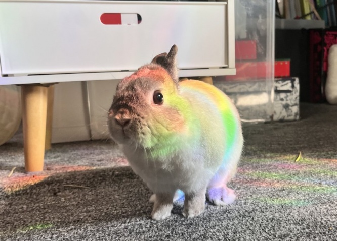 敵を蹴散らし突進しそうなウサギ、激写される　スター取ってきた？無敵の強さに7.1万人感服