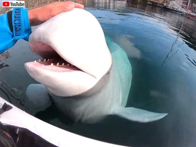 cheekybeluga6_640_640