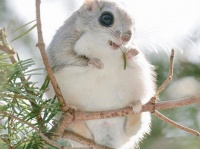 やっぱブラキストン線超えると違うわー。北海道に生息する7つのかわいい動物たち