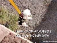 お気に入りのボールを救え！宙づり状態で突入し、見事任務に成功した犬のミッションインポッシブル