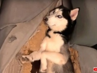 ふわもこおしりとつぶらな瞳！愛犬ズのふとした表情に癒される動画を詰め合わせてみた