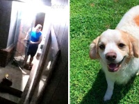 野良猫が助けを求めてやってきた。それにいち早く気づき家族に知らせた犬。猫は無事救われる。