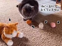 猫まっしぐらなおもちゃは何なのか？検証してみた結果...