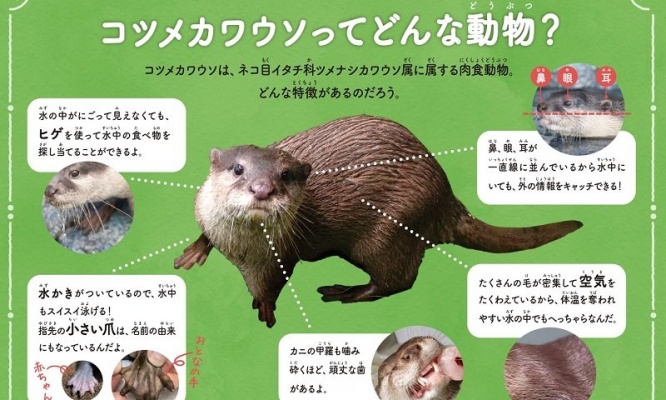 飼育員「ニオイで白飯3杯はいける」　カワウソ臭が染みついた「クサクサ朝採れ毛布」嗅げるイベント開催決定