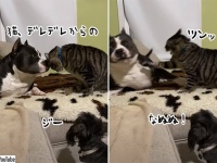 猫さん、そういうところあるから...大きな犬の見張り番としての小型犬