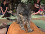 タイ・チェンマイでは、癒やし効果100％の猫のマッサージ師がいるらしい！