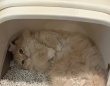 「自由すぎるｗｗｗ」「間違いすぎだよ」　トイレの使い方が超独特なにゃんこに4.4万人困惑