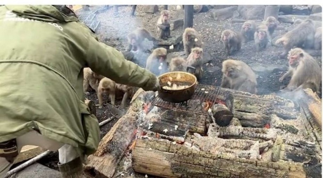 日本モンキーセンター公式YouTubeチャンネル「ポップコーンパーティー　オンラインガイド　たき火20260102」からのスクリーンショット