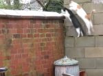 キレイに揃った動きでジャンプする猫たち！　しかしシンクロ率が高すぎて…