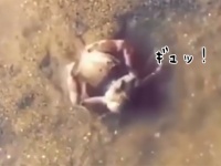 カニの友情。砂に埋まってるカニを取り出そうとしたら仲間のカニがやってきて必死に守ろうとしていた