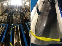 イルカ6頭を貨物機で輸送、軍事訓練のため海軍航空基地へ（アメリカ）