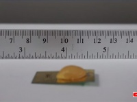 踏まれても死なない。ゴキブリのような生命力と速度を兼ね備えた小型ロボットが開発される（米研究）