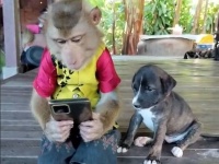 こんな動画だけ見ていたい。スマホを見ていた猿が甘えてきた子犬をいたわる