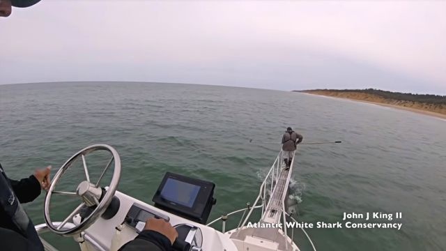 whitesharkbreach2