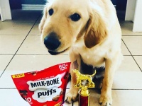 顔がぷっくら腫れあがるほど噛まれながら...ガラガラヘビから飼い主を救った犬が表彰される（アメリカ）