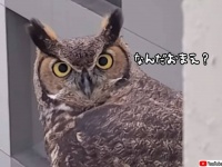 初めてフクロウをみた男性の反応が百面相すぎた