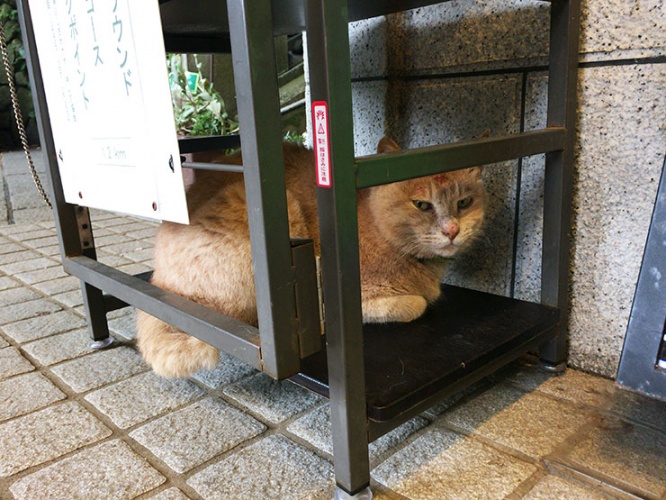 enoshina-neko26