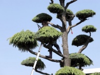 空師の仕事とは（画像はイメージ）