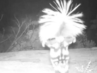 これなんてUMA？ロックなヘアスタイルで深夜に踊る謎生物の正体は？（アメリカ）
