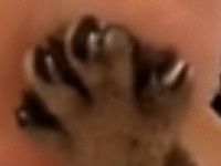 これが幸せだったのか。お手手のしわと肉球をあわせて幸せ…。人間に合わせて肉球をグーパーしてくれる猫の存在
