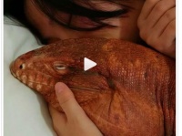 で、でかい！　巨大トカゲを可愛がる飼い主が話題に