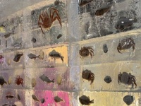 氷の中にカニ、カニ、カニ！　札幌・すすきのの〝2月の風物詩〟がインパクト抜群すぎ