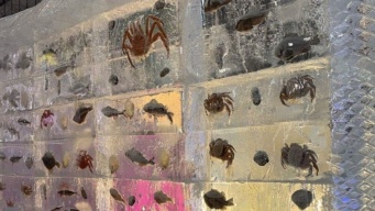 氷の中にカニ、カニ、カニ！　札幌・すすきのの〝2月の風物詩〟がインパクト抜群すぎ