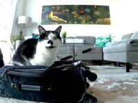 猫を置いて旅に出るなど許さにゃい！行かせない！とスーツケースを占拠するにゃんこ