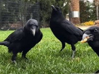 怪我したカラスの子を保護したところ、親たちからお礼の品が届き、危険から守ってくれるように