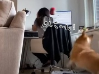 コントロールよすぎだろ！PCで作業中、背後からボールを当てにくるコーギー犬