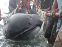 幻の巨大サメ、4.5メートルのメガマウスの死骸が漁網にかかる（フィリピン）