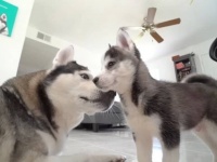 ハスキーのゴハンがパパになった？初めて対面する子犬とおっかなびっくり追いかけっこ