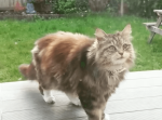 新しい住人にご挨拶？毎日ある物を持ってくる猫が可愛すぎる