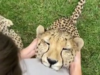 チーターだって甘えたい。耳の後ろをモフられるのが大好きなチーター、お姉さんにぺっとり張り付く（オーストラリア）