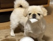 「大事なものだって分かってるね、その顔は？」　かわいすぎる〝泥棒犬〟に2.2万人もん絶