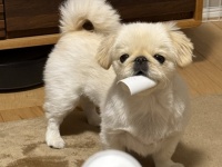 「大事なものだって分かってるね、その顔は？」　かわいすぎる〝泥棒犬〟に2.2万人もん絶