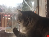 猫？余裕っす。ガラス越しの鳥、猫の肉球攻撃を完全スルー